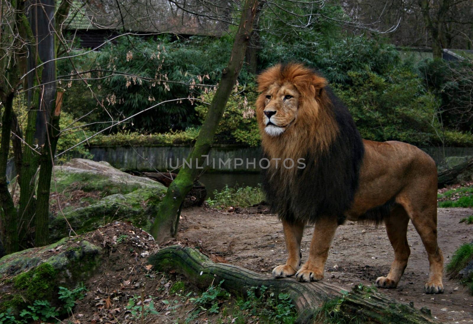 The King II