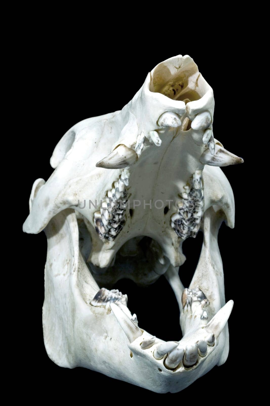 Wild Boar Skull II