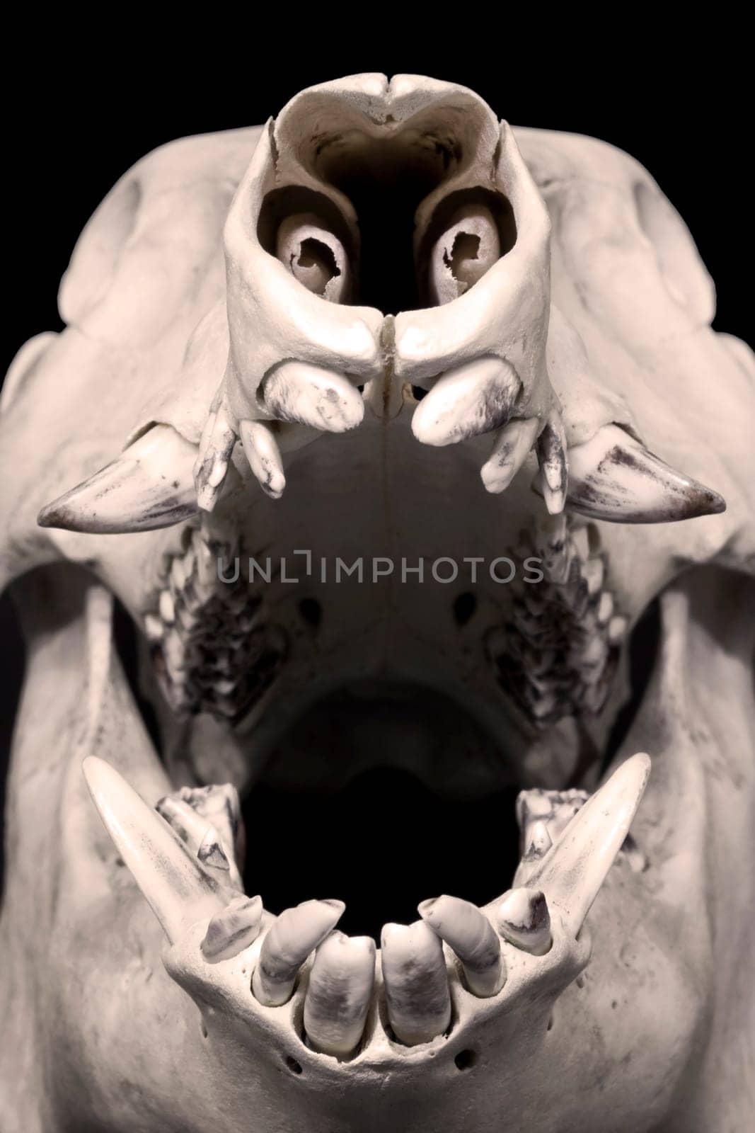 Wild Boar Skull