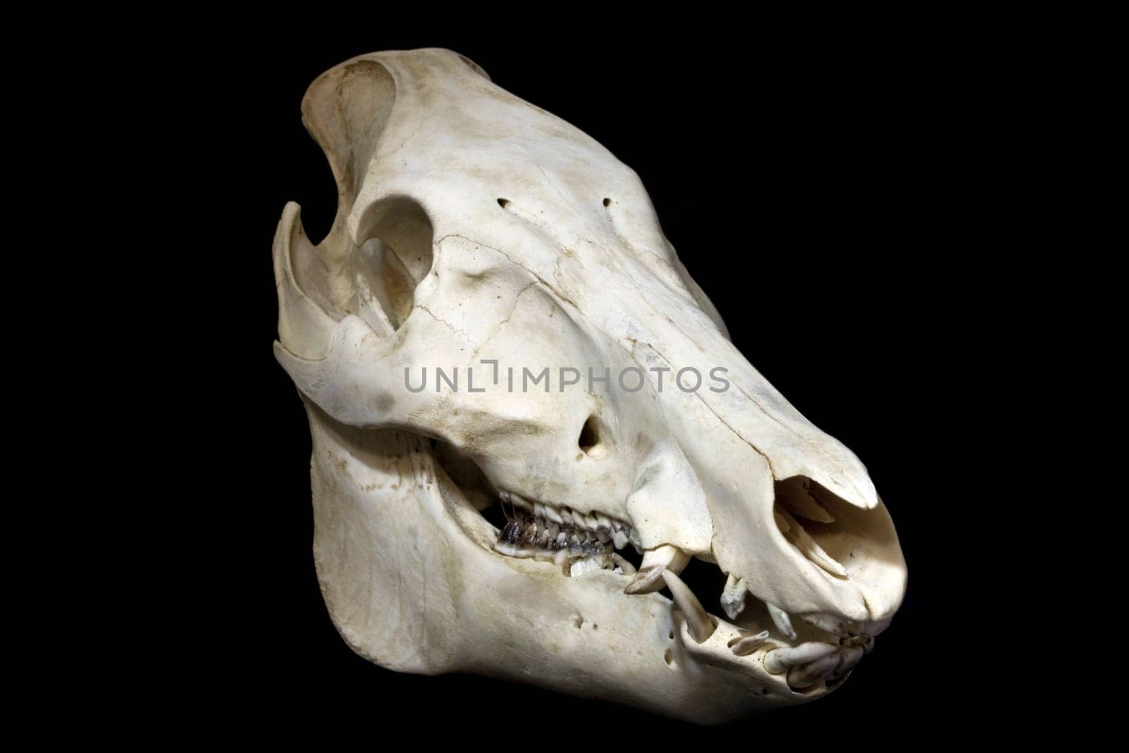 Wild Boar Skull III