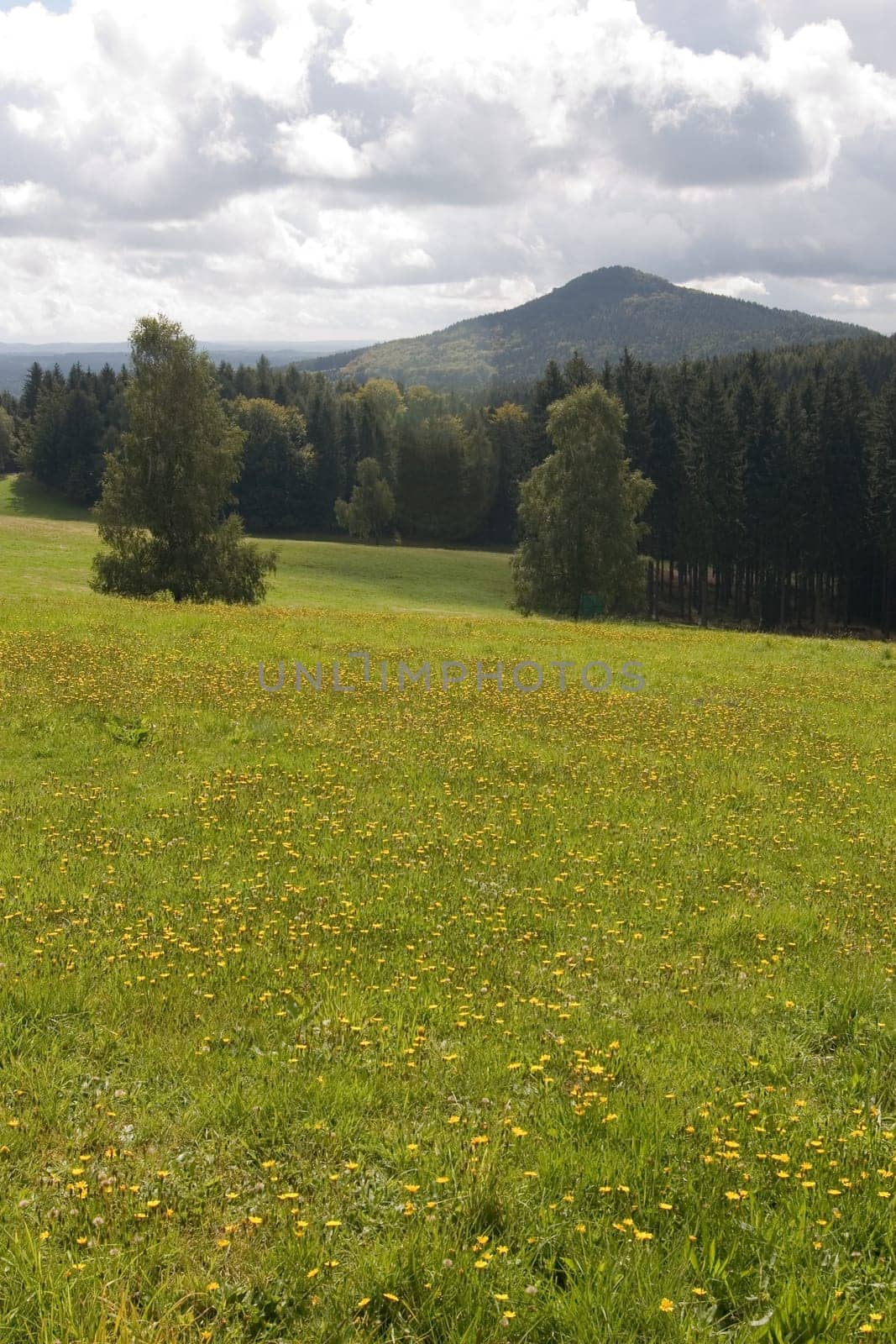 Dandelion meadow