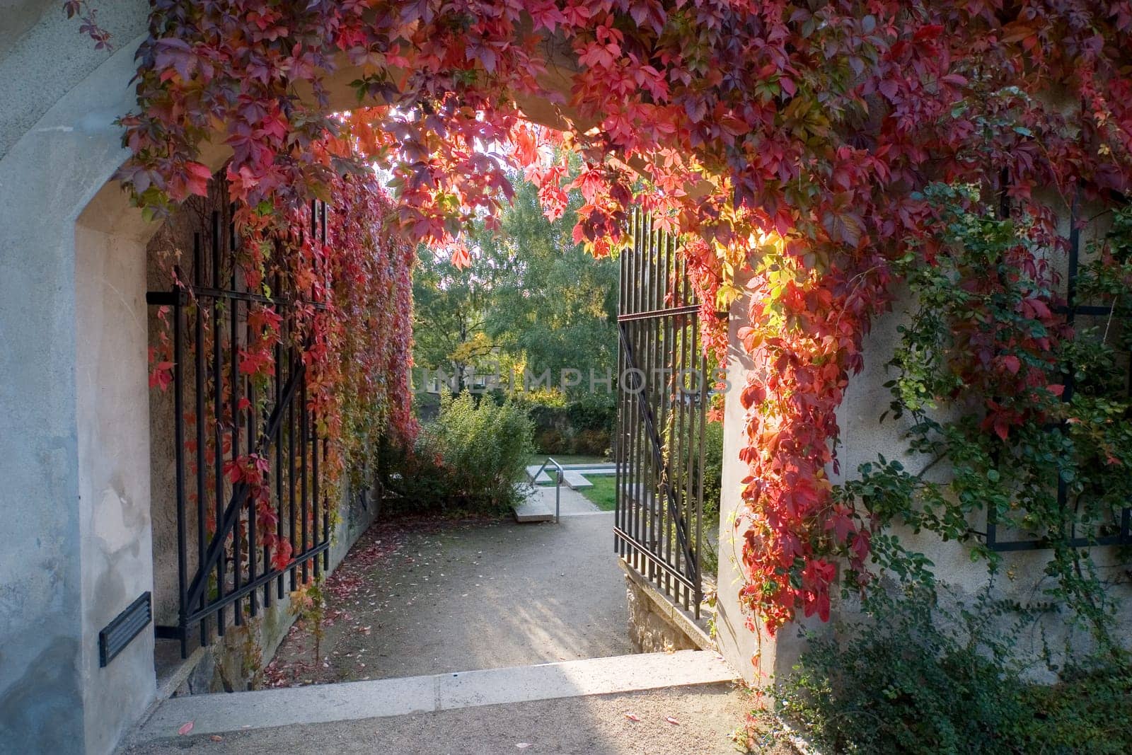 Görlitz grapevines