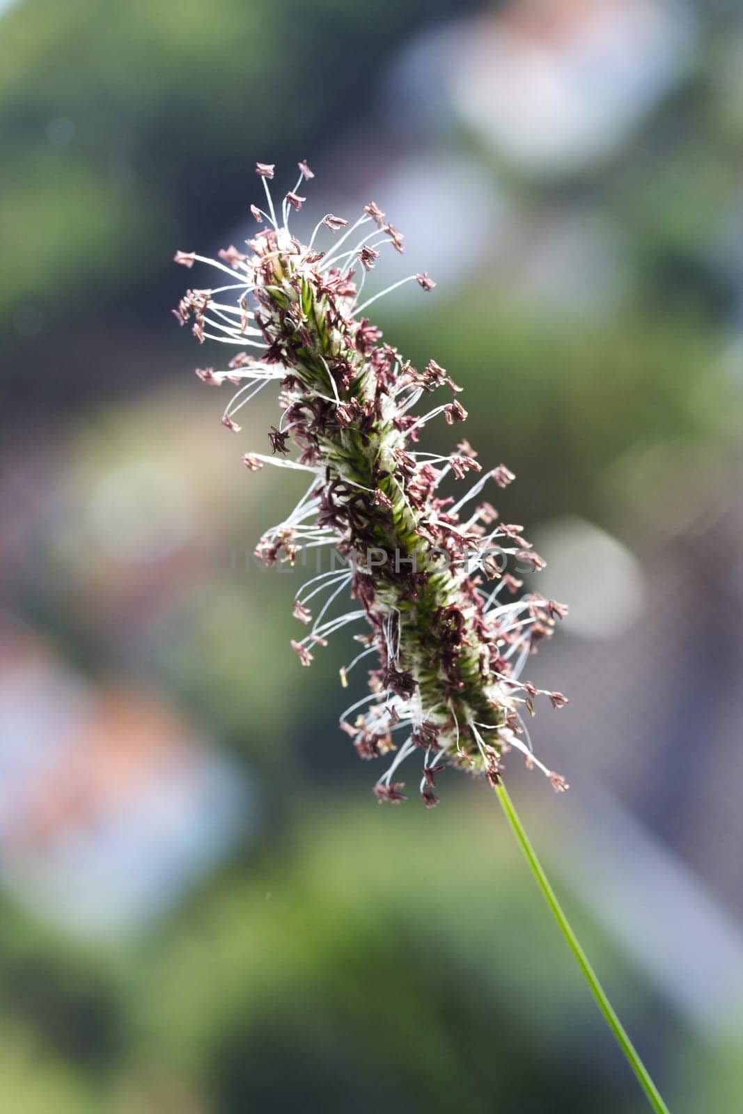 Blade of Grass Blossom