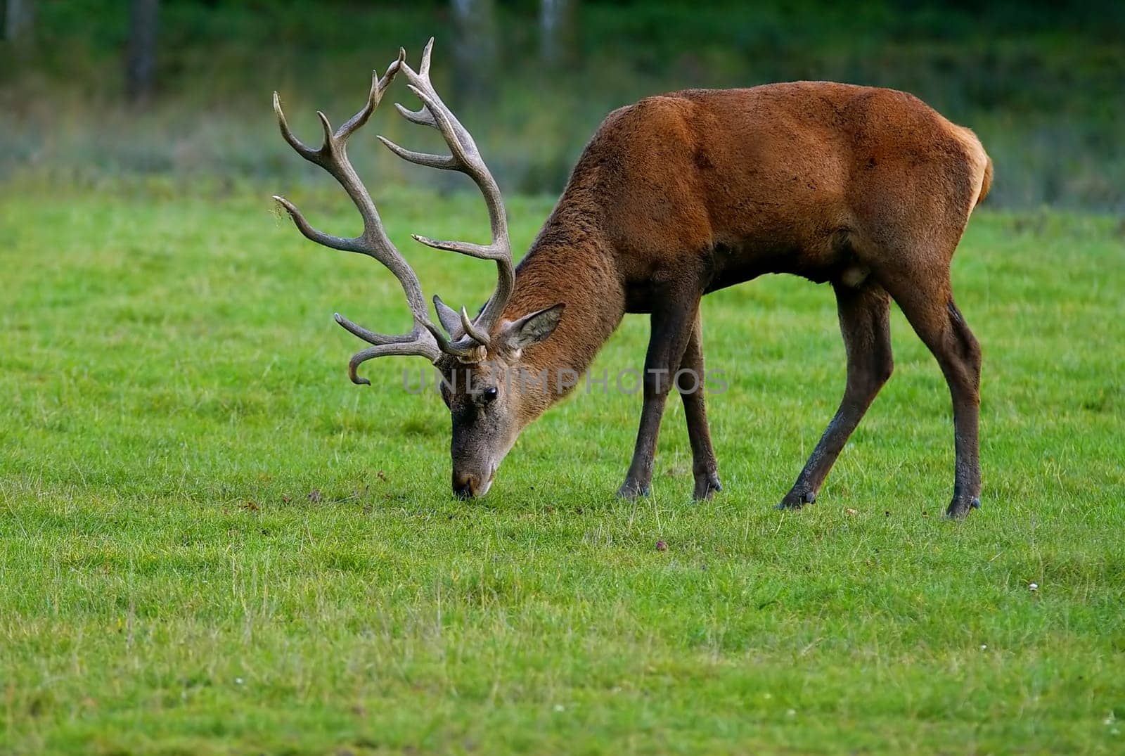 RED DEER