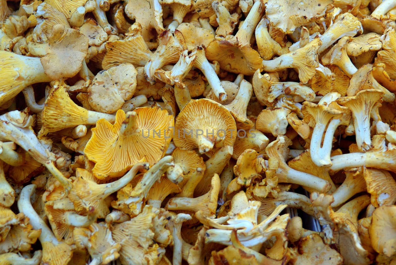 CHANTERELLES