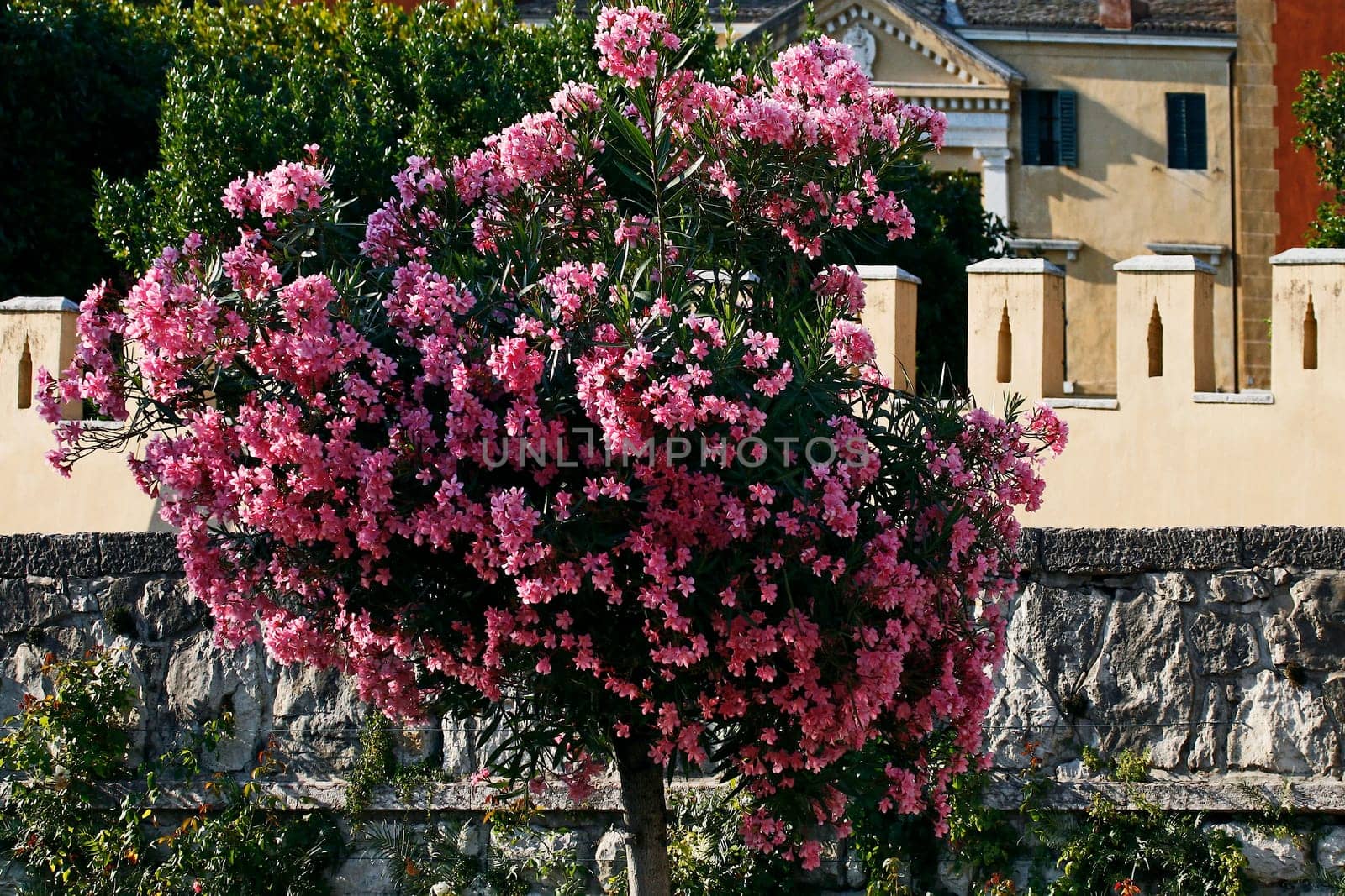 Garda,Oleander Tree