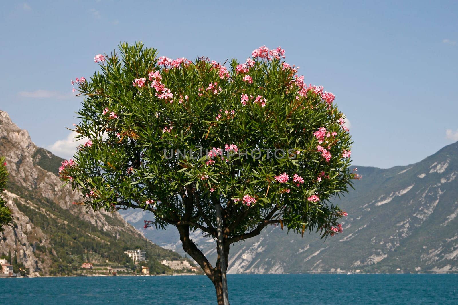 Oleander tree near Limone,Lake Garda