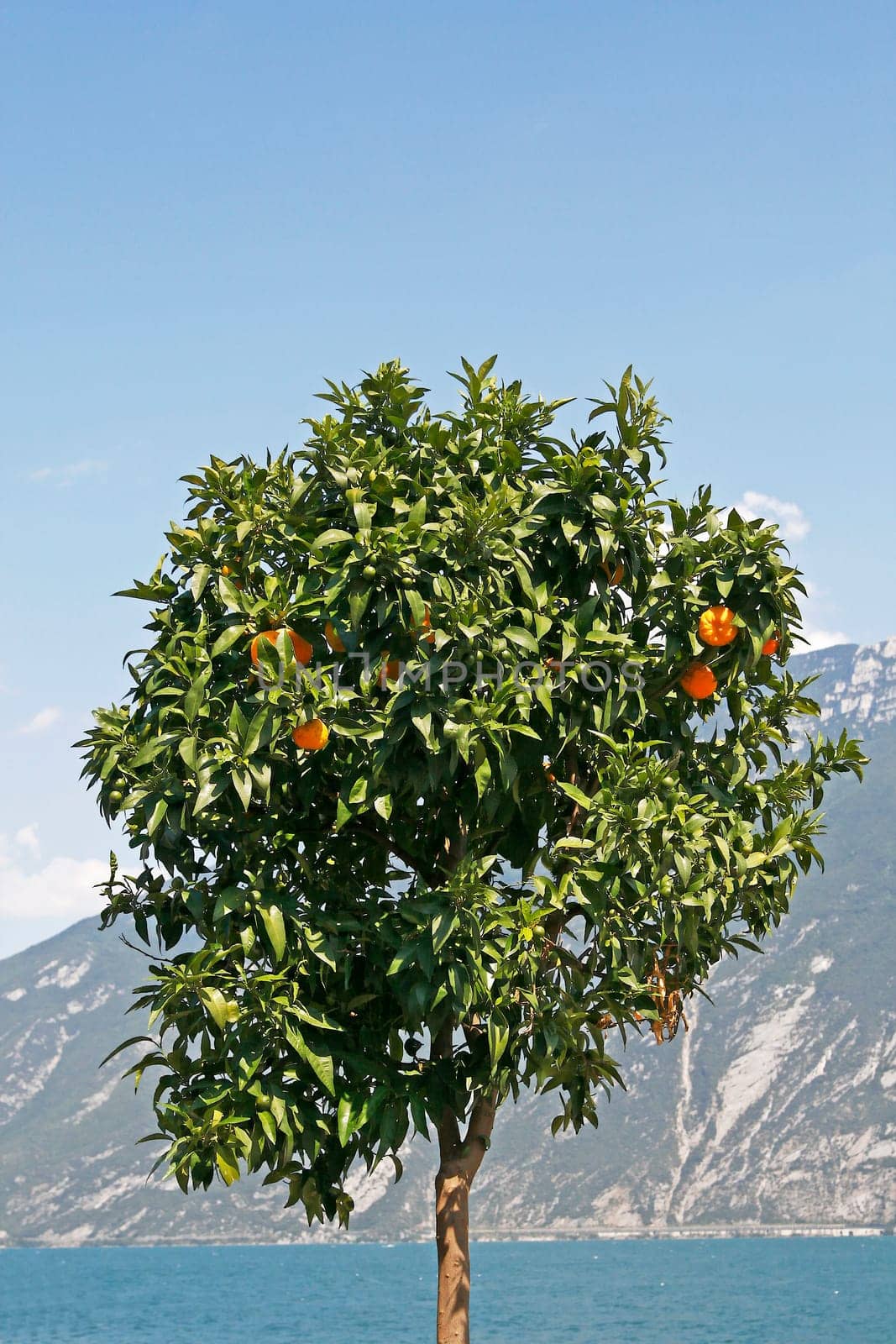 Limone, Zitronenbaum