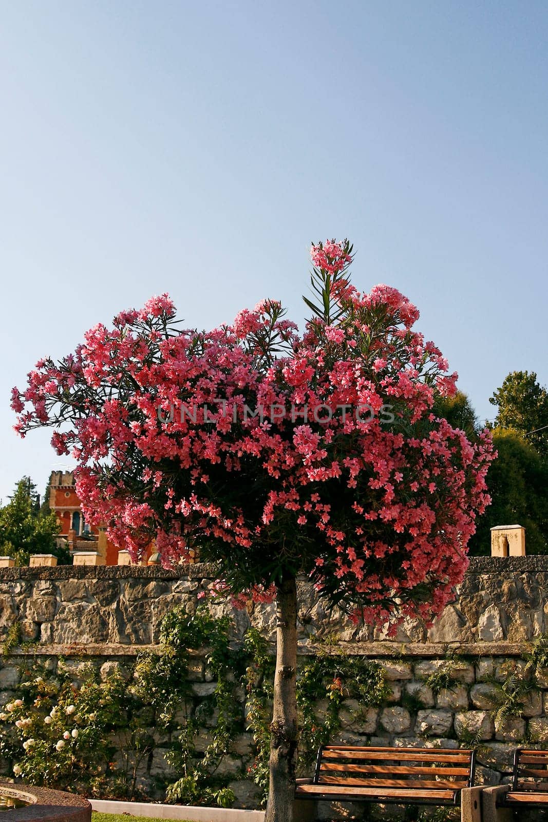 Oleander tree on Lake Garda