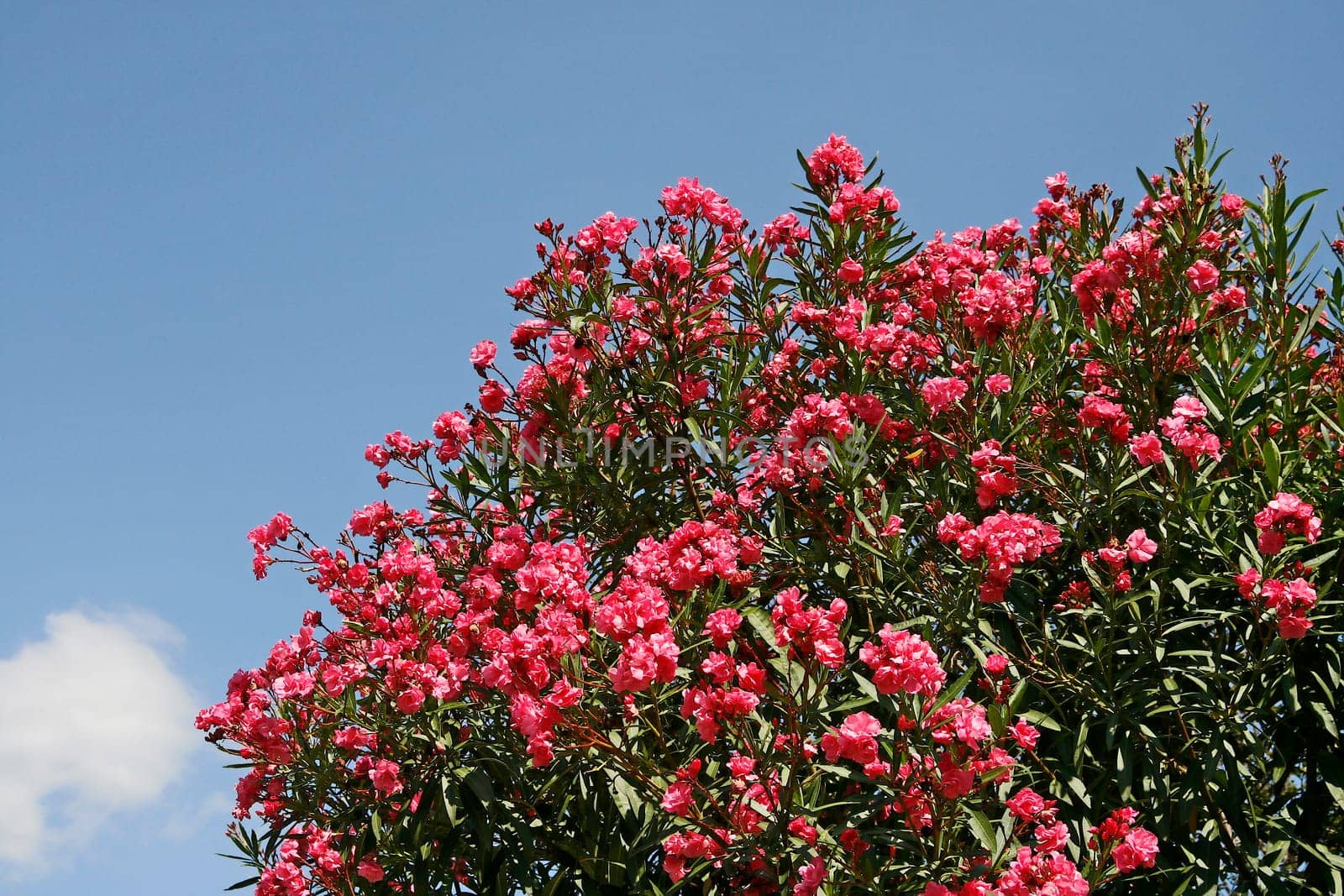 Malcesine,Oleander Tree