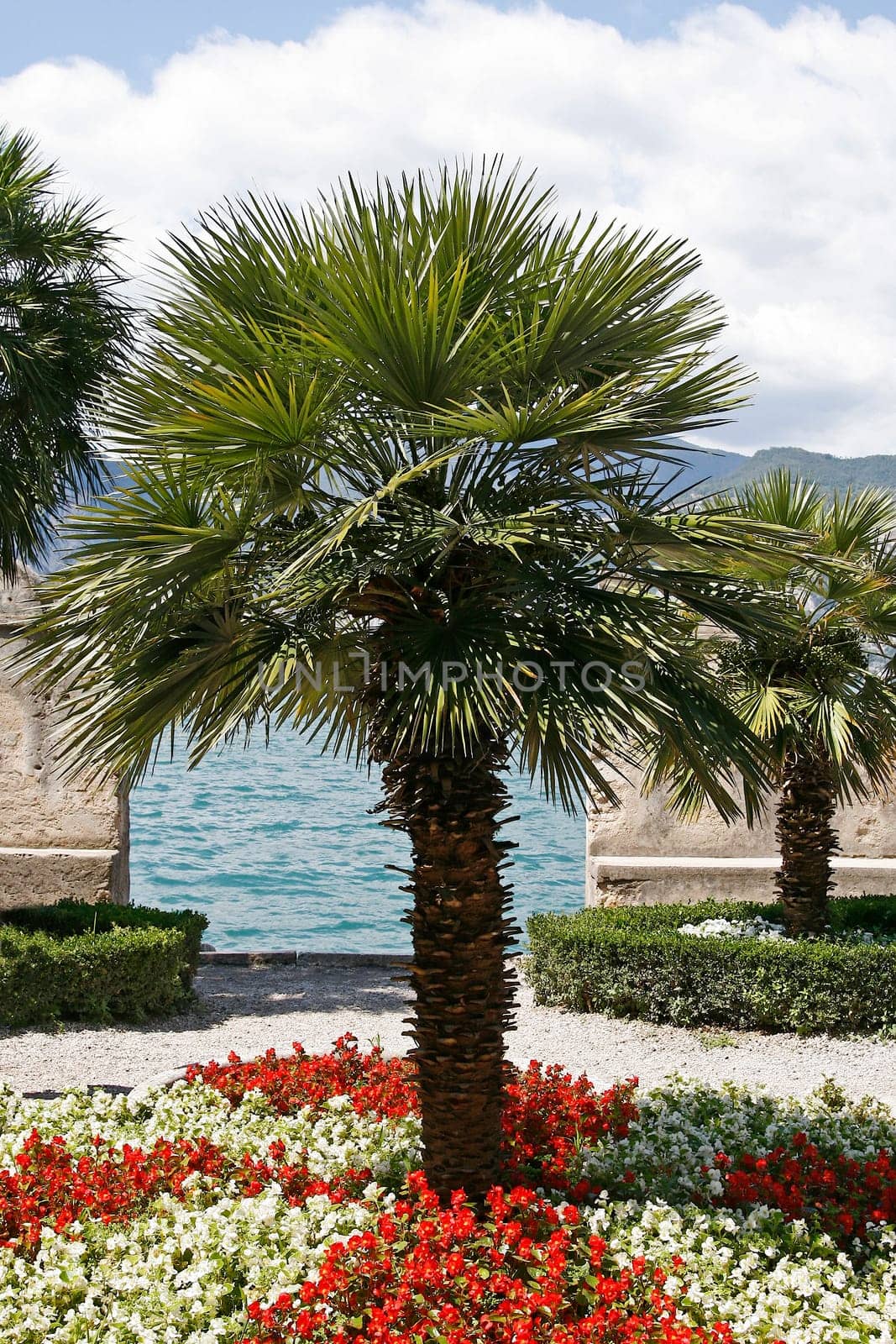 Malcesine,palm trees on Lake Garda