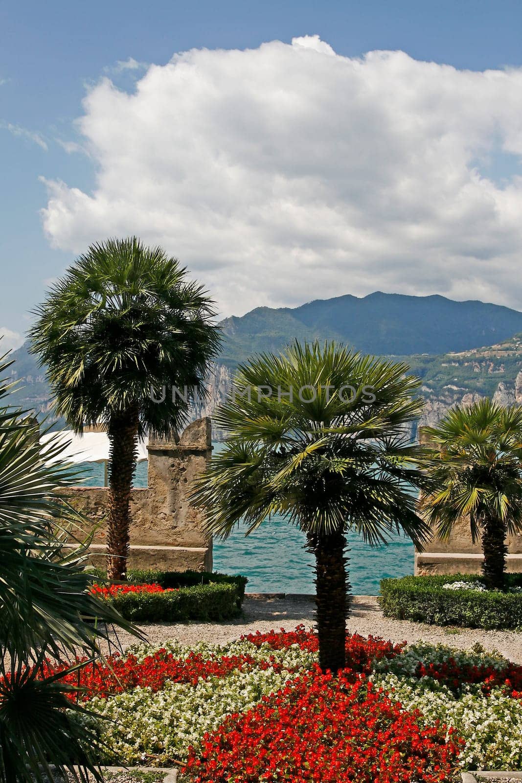 Malcesine,palm trees on Lake Garda
