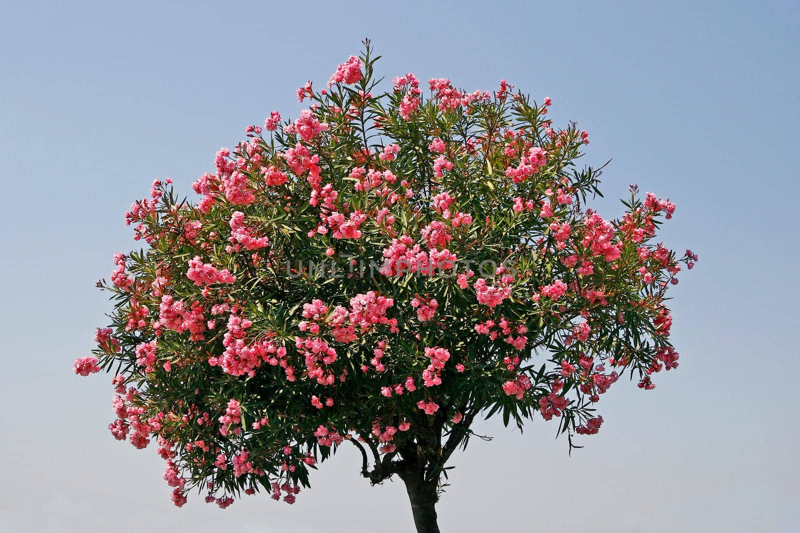 Sirmione,Oleander Tree