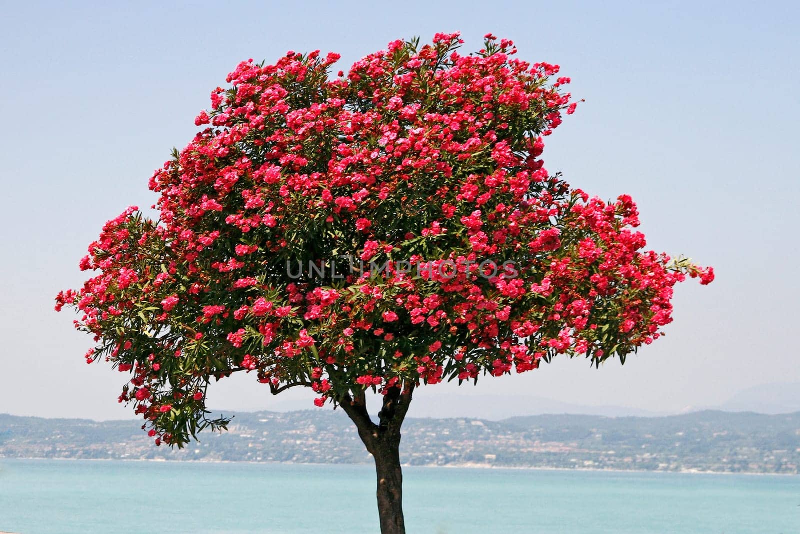 Sirmione, Oleanderbaum an der Uferpromenade