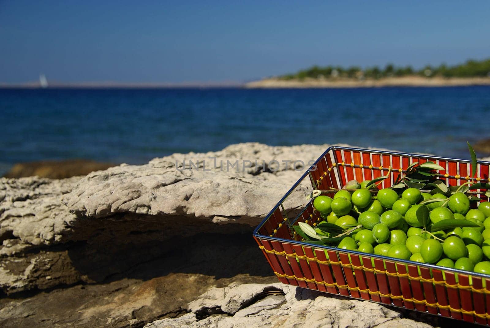 Olive 20