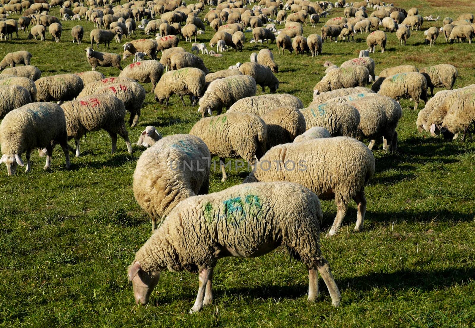 Lack of sheep?