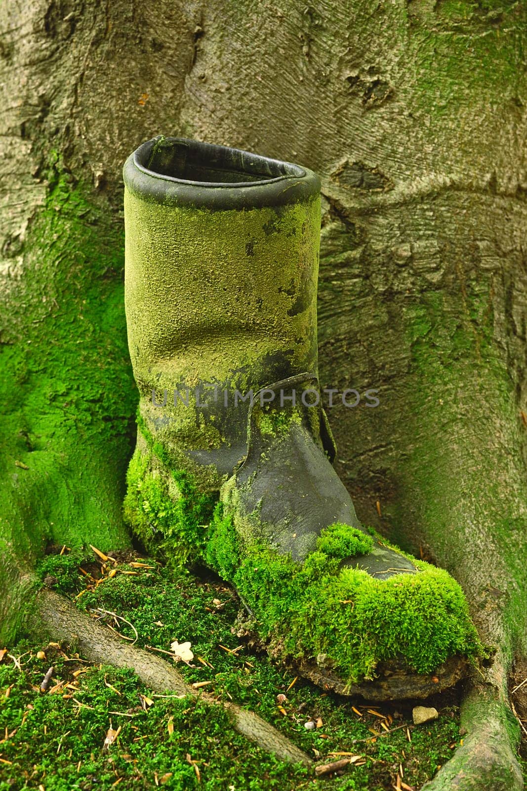 Old Boot