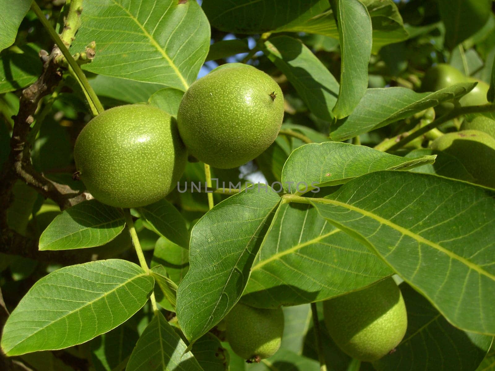 Walnut Tree 02