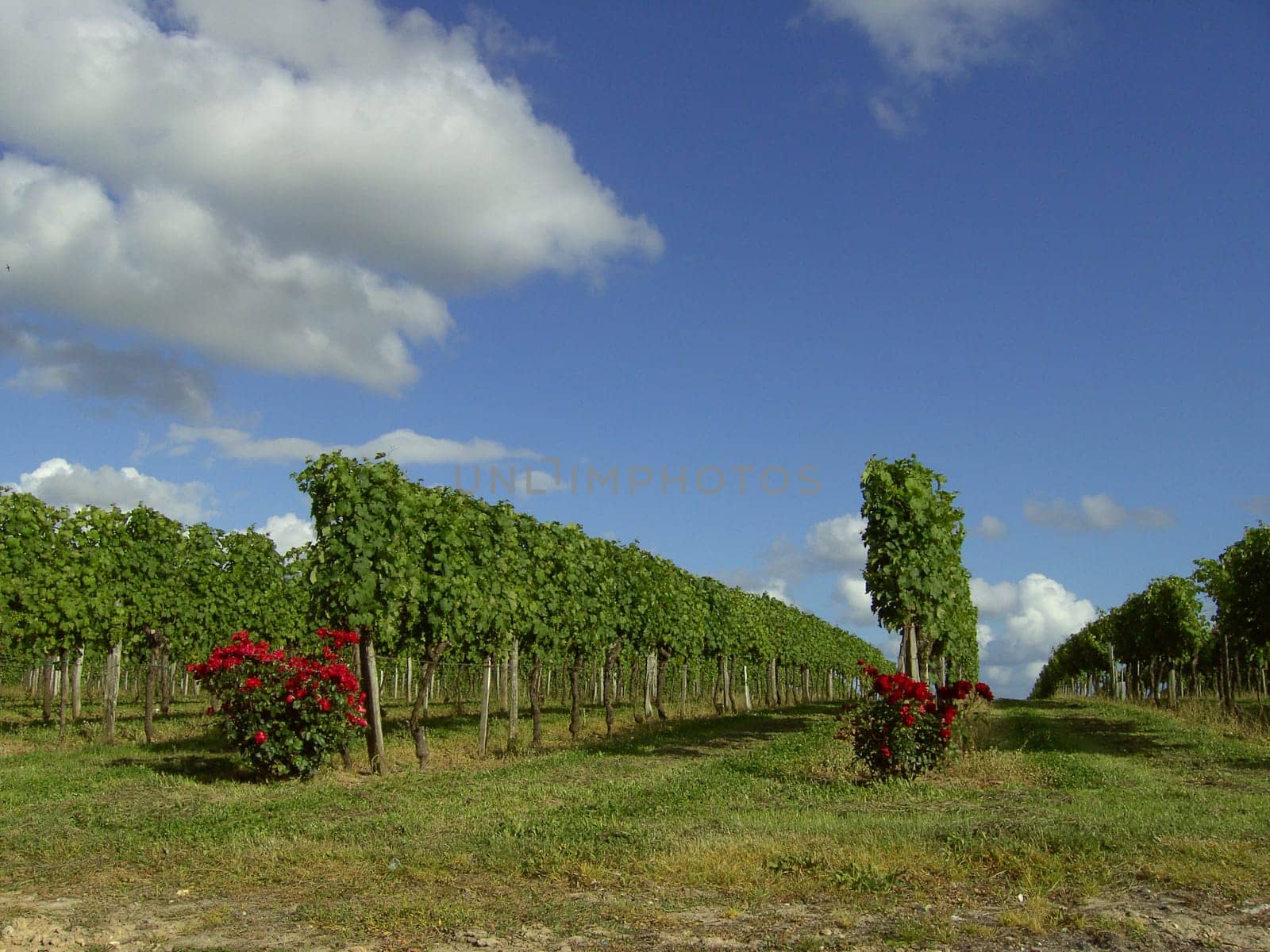 Rose before vine 01