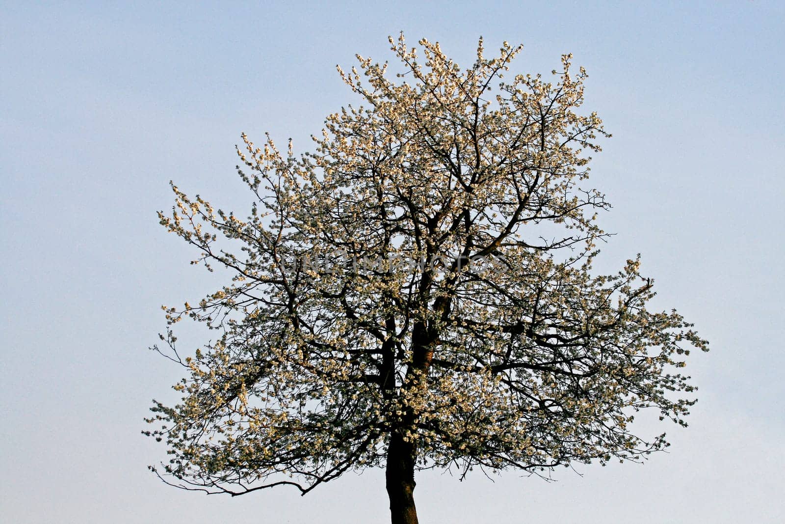 Cherry tree in Hagen