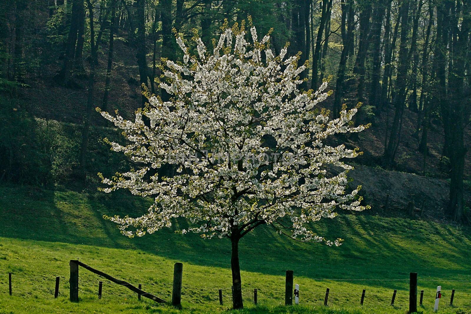 Cherry tree in Holperdorp