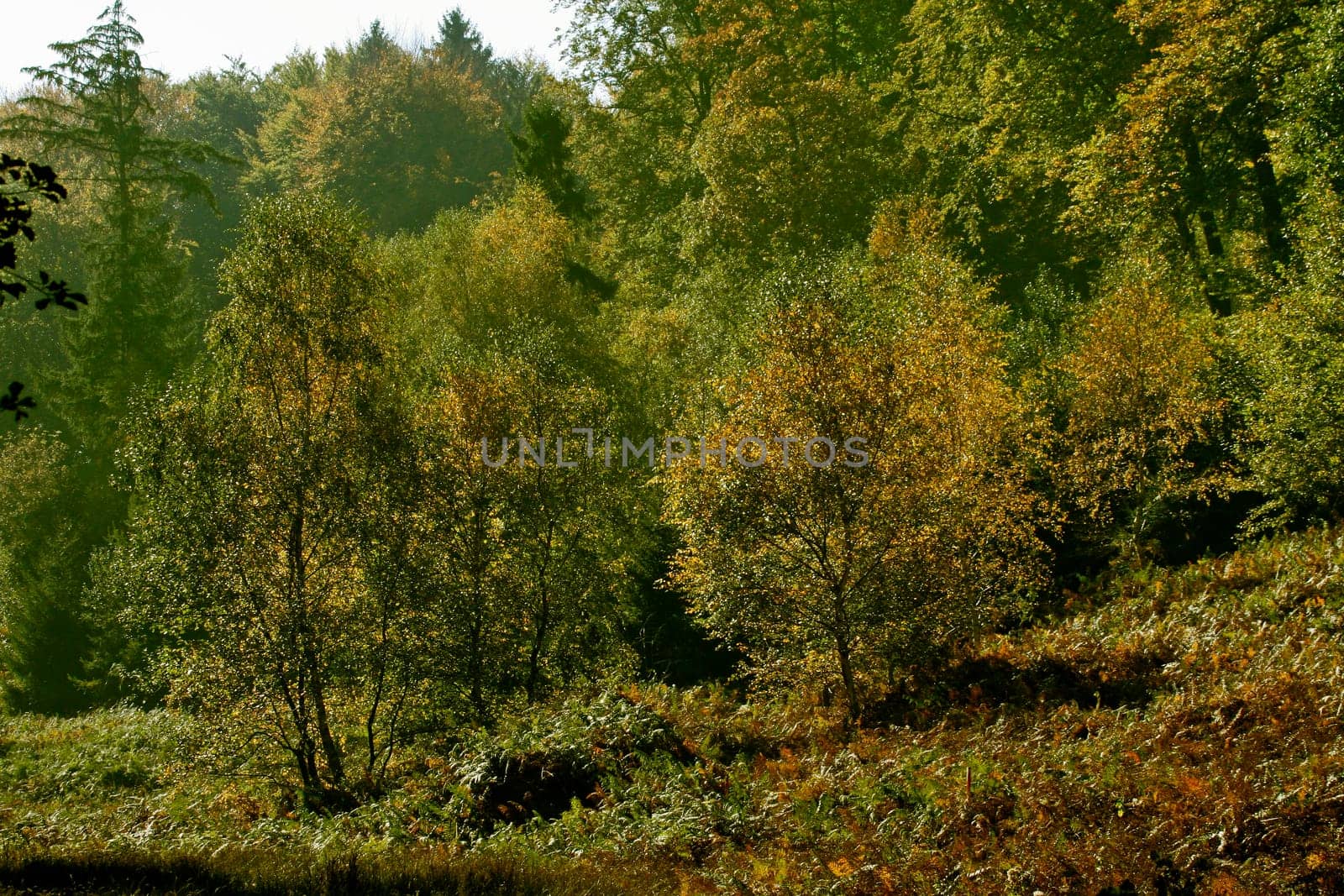 Autumn landscape at Hüggel,Hasbergen
