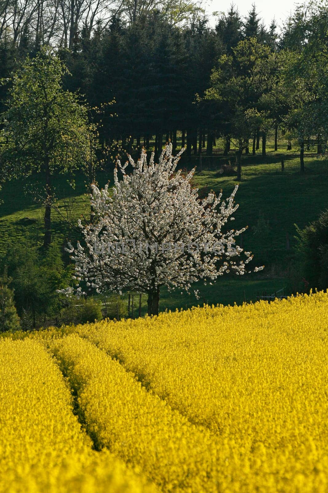 Rapeseed field with cherry tree in Hagen