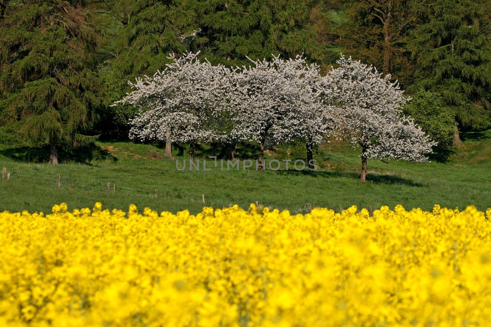 Cherry tree in Hagen