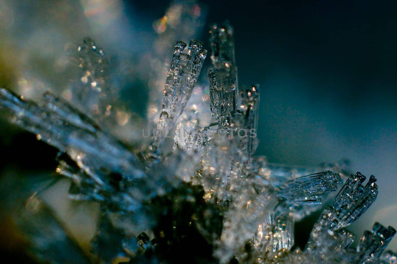 Taken with a 50mm lens on bellows with ring flash