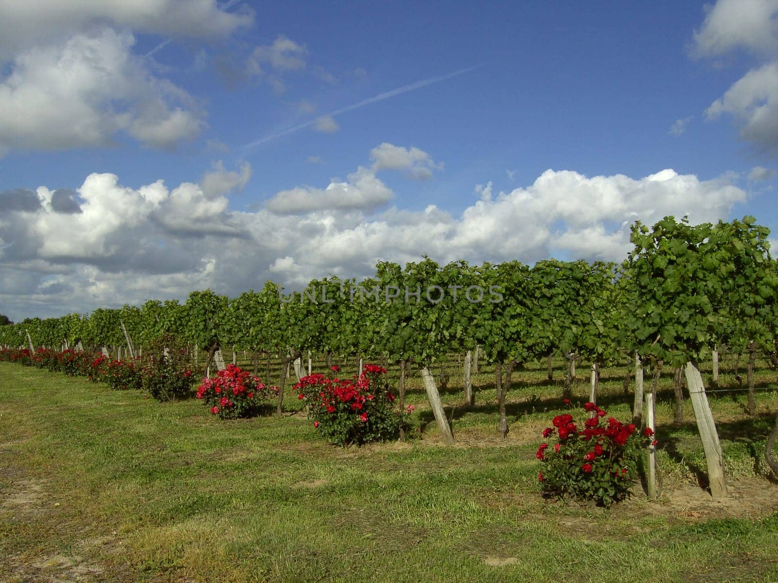 Rose before vine 02