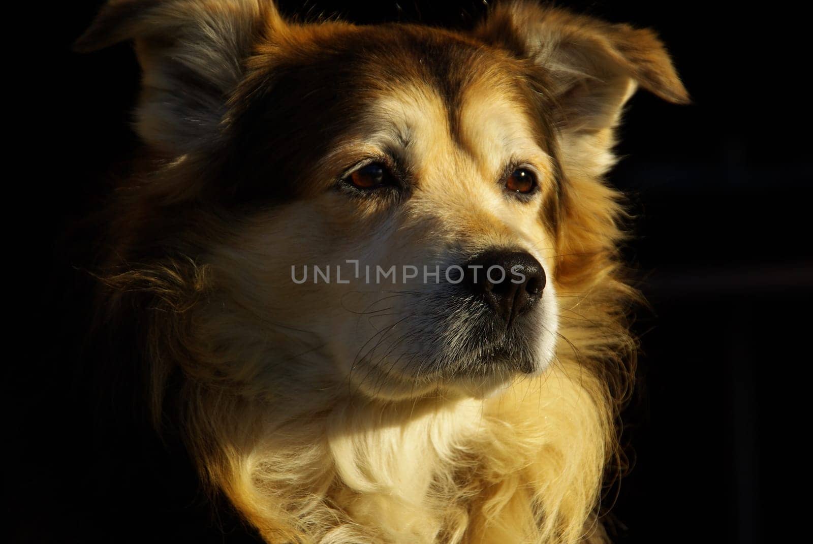 Dog 03