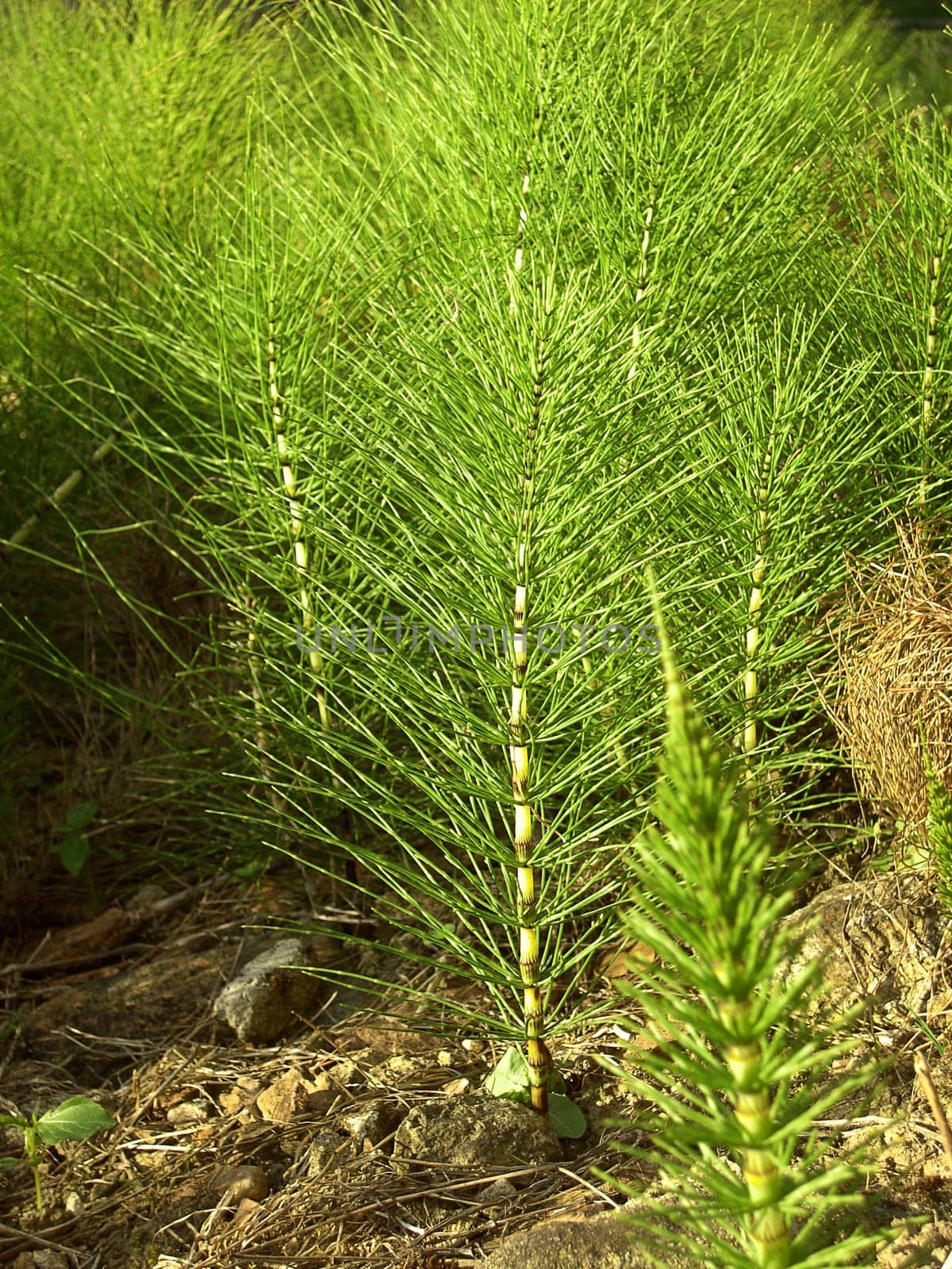 Field Horsetail 0