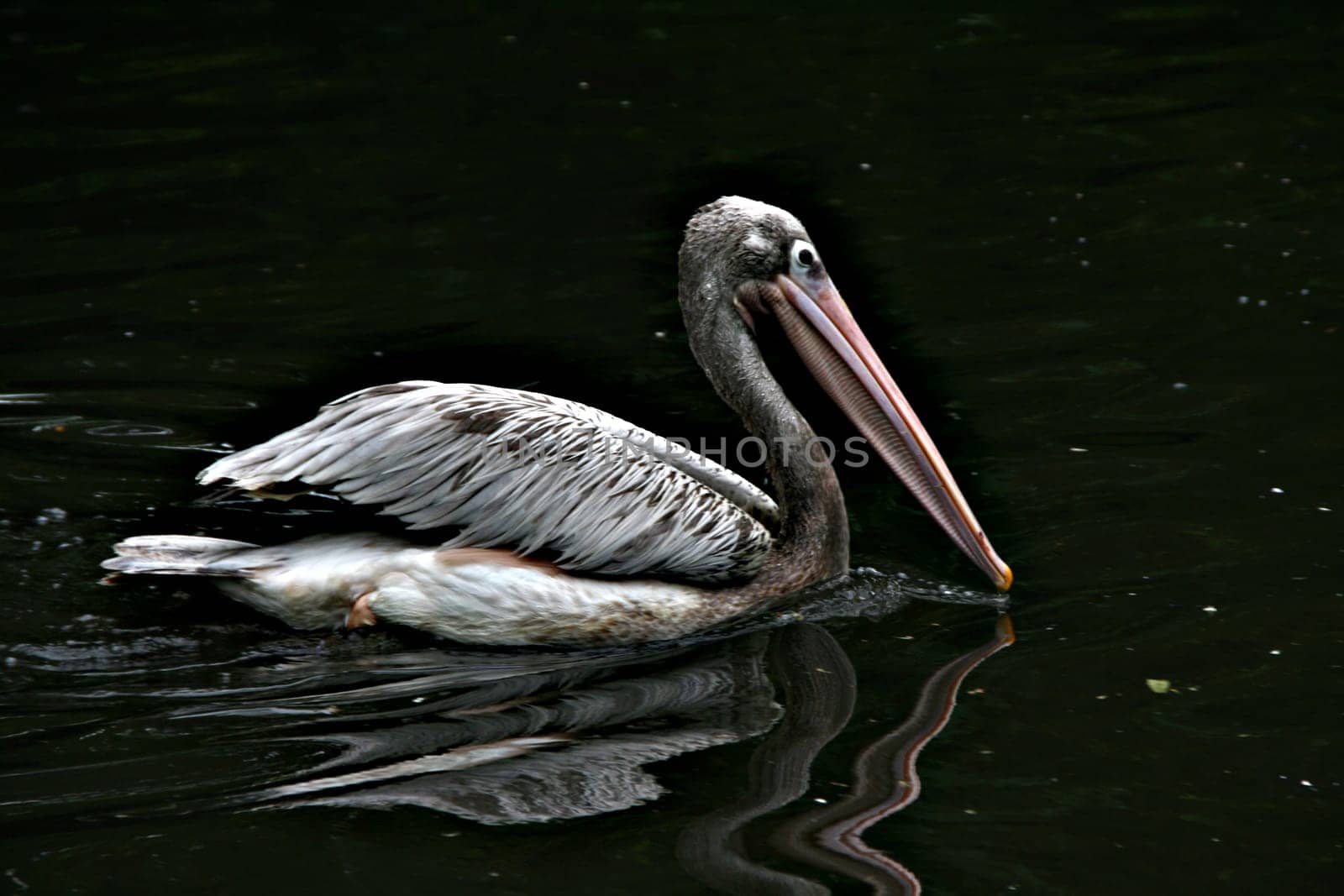Pelican