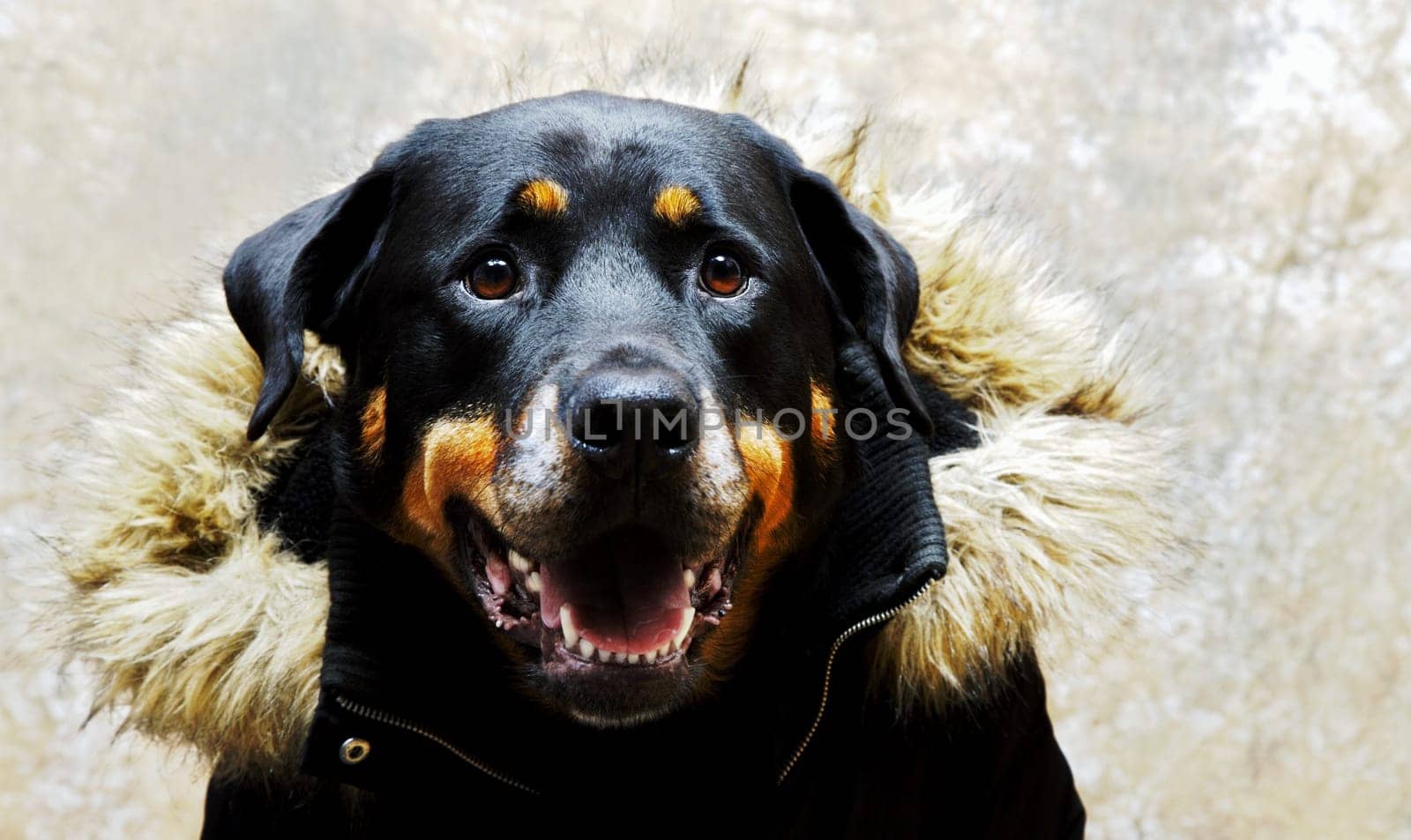 DOG FASHION 2008