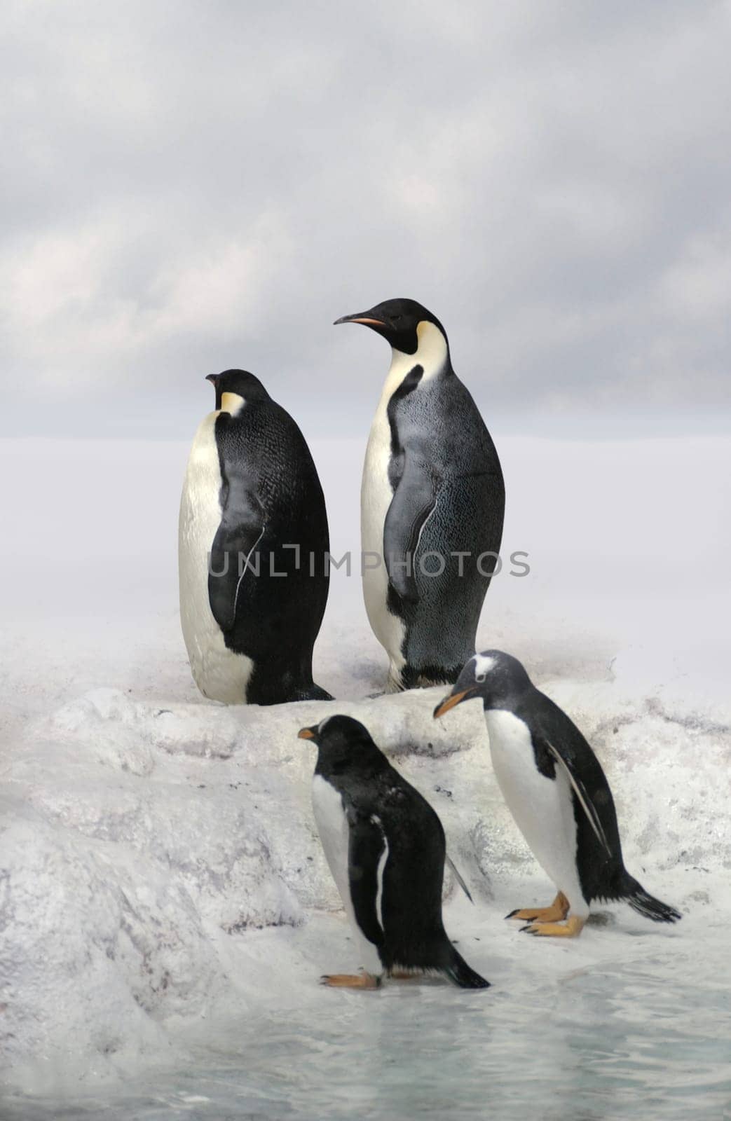 Emperor penguins