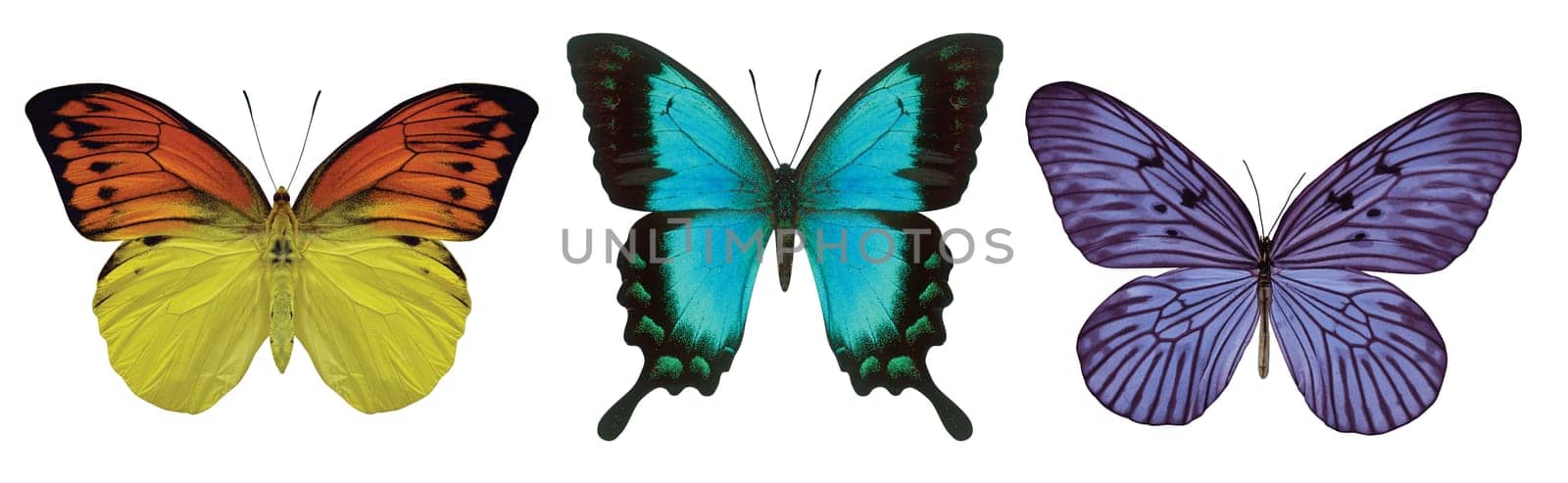 3 butterflies