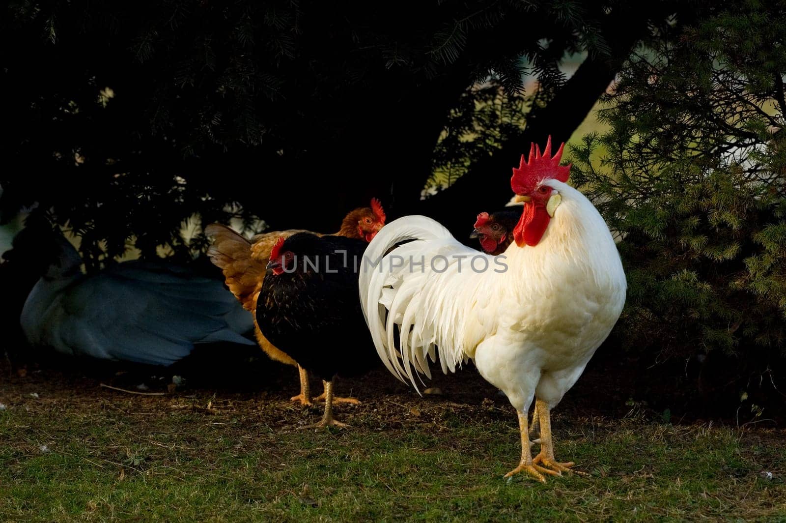 Poultry 2