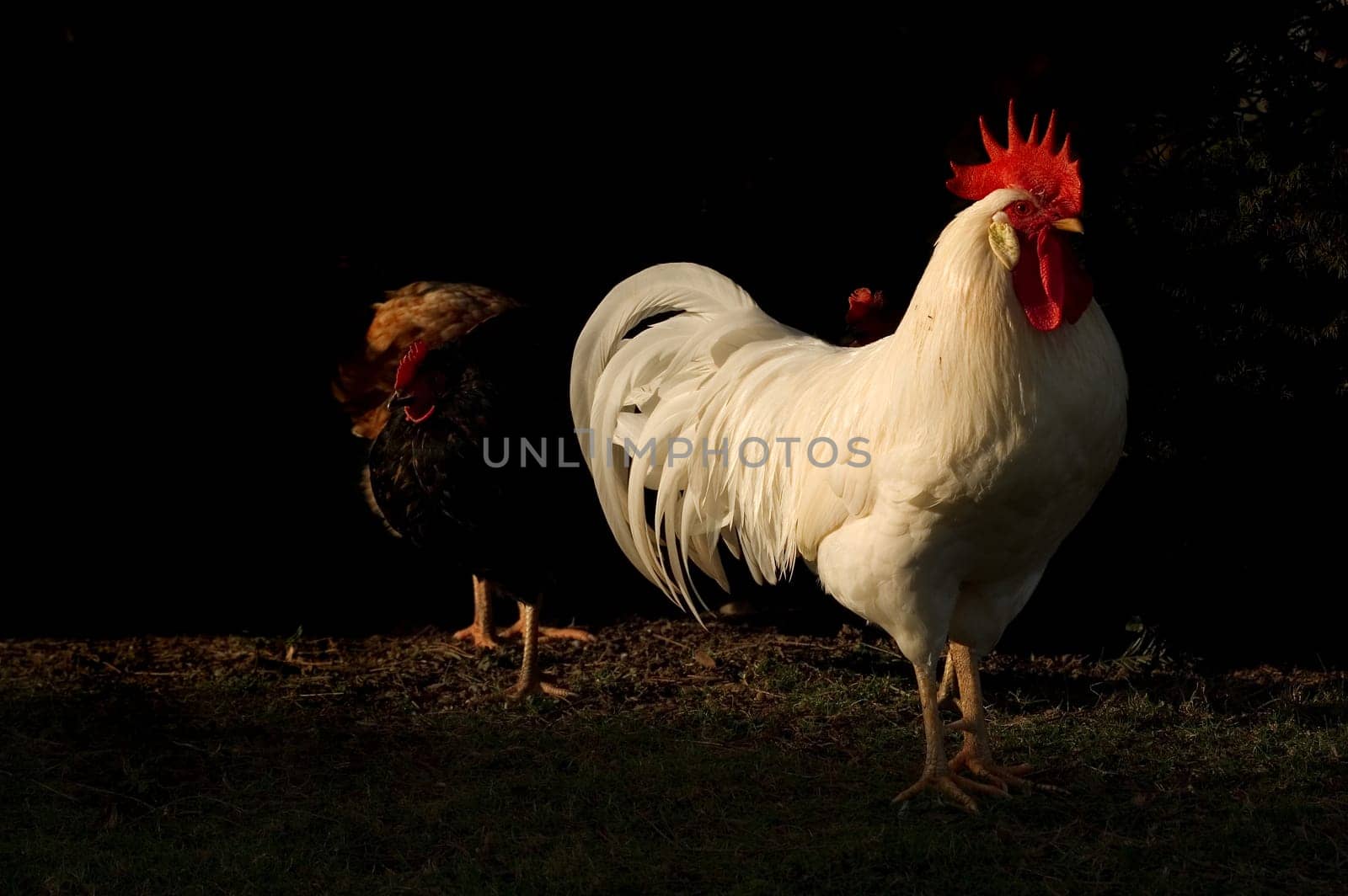 Poultry