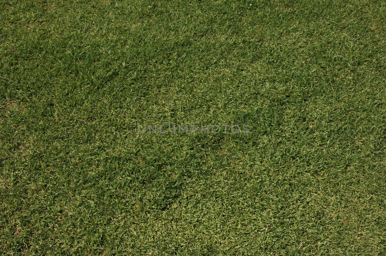 Grass Background