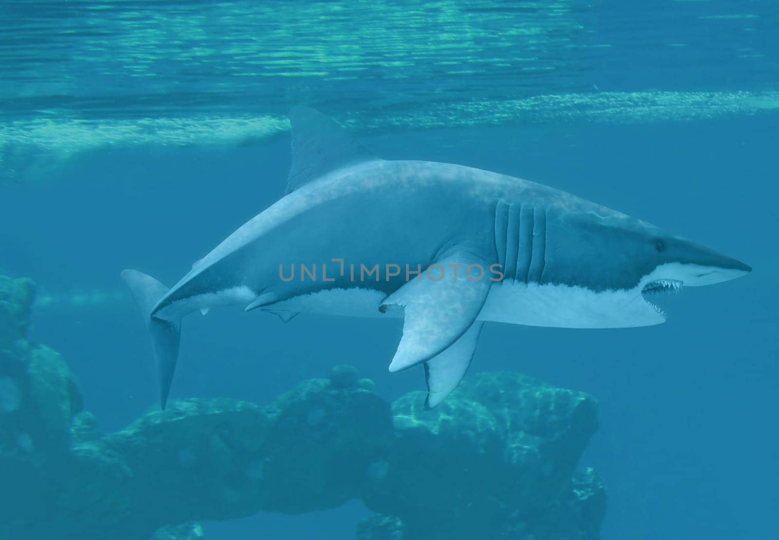 White shark