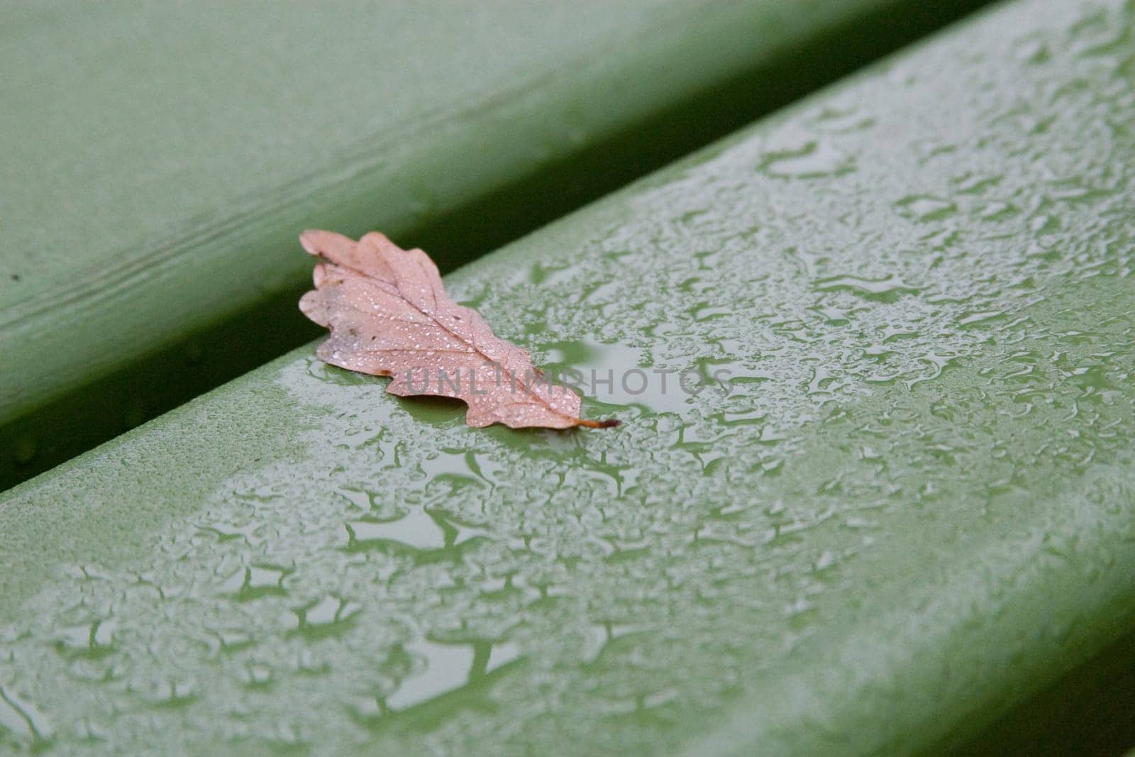 Autumn Leaf