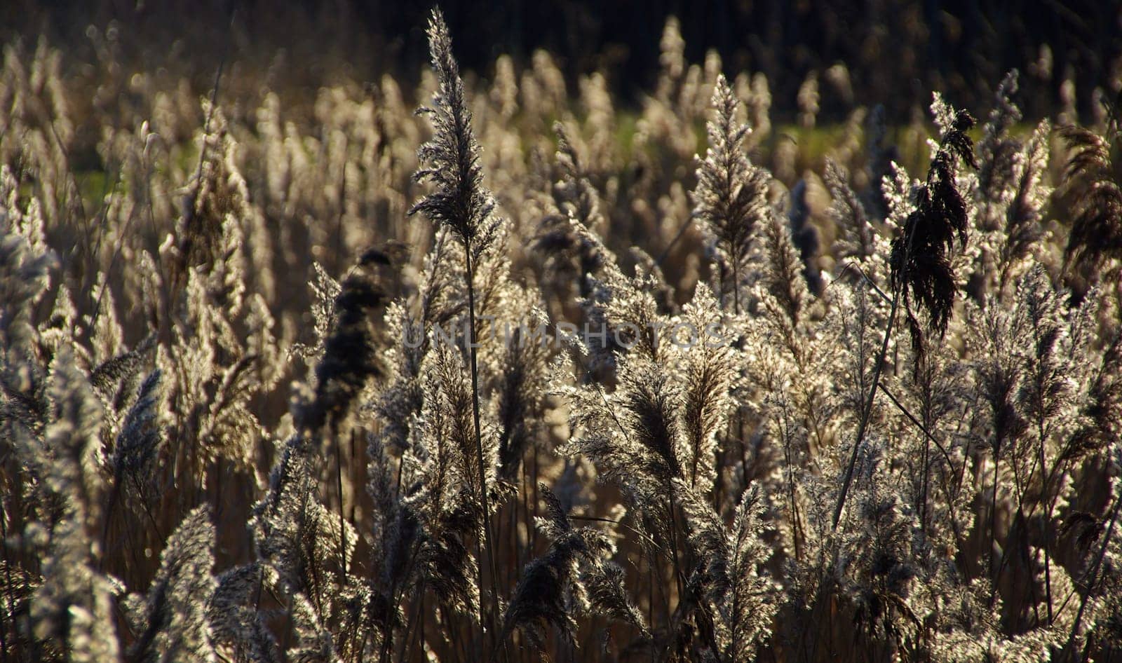 Reeds 03