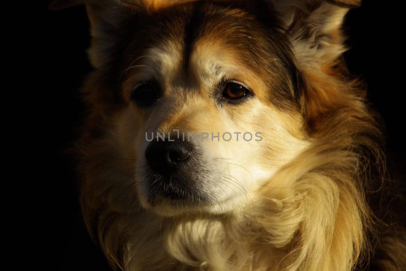 Dog 02