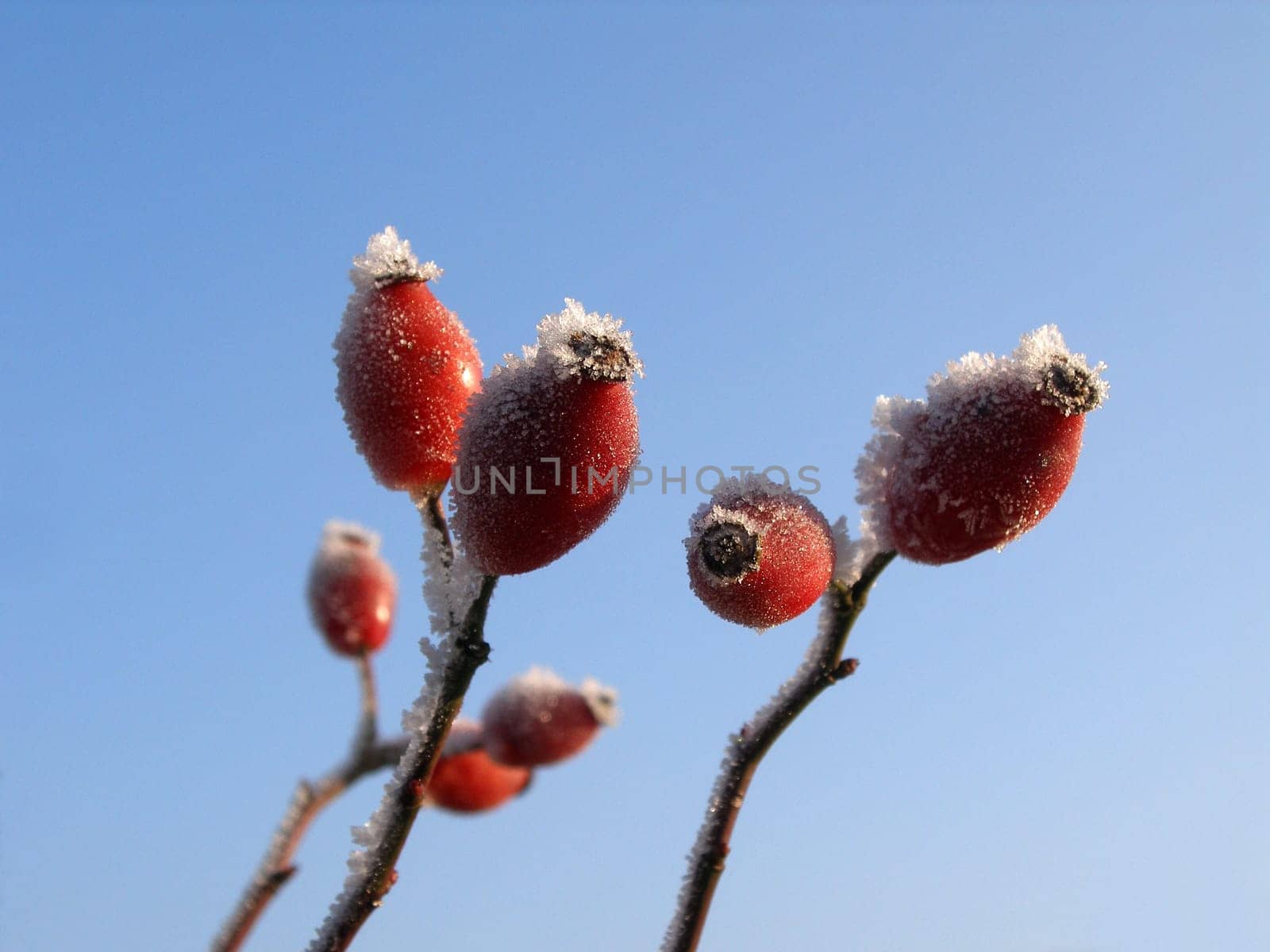 Cold fruits