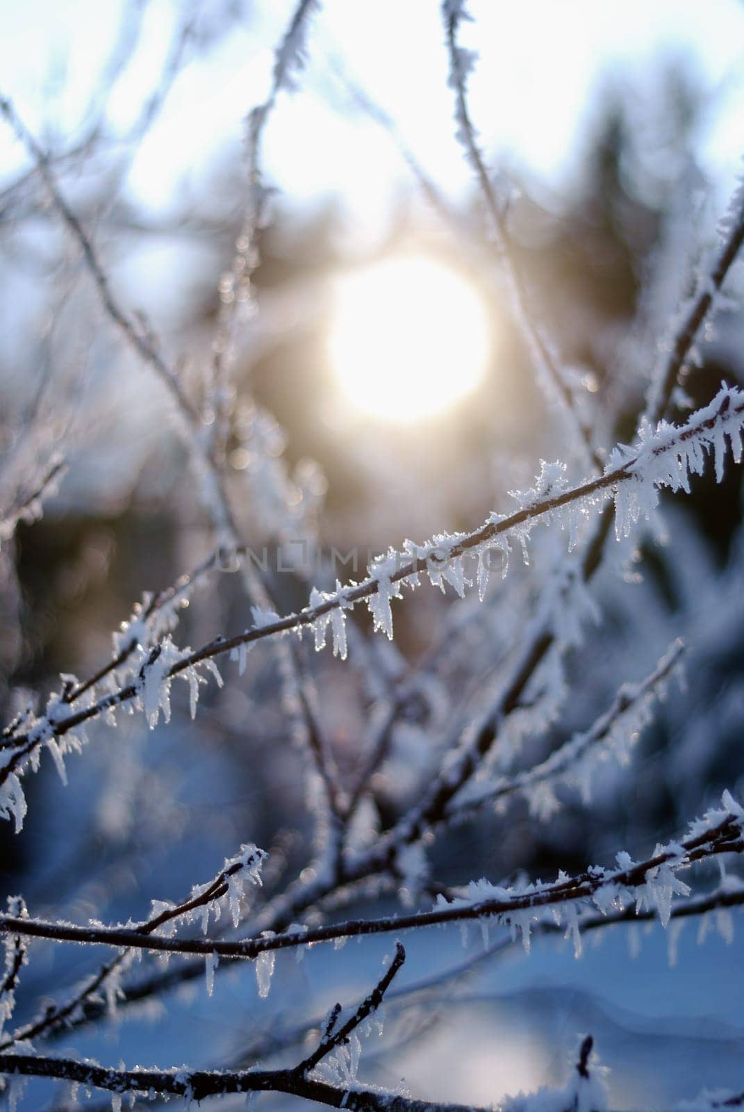 Winter Impression