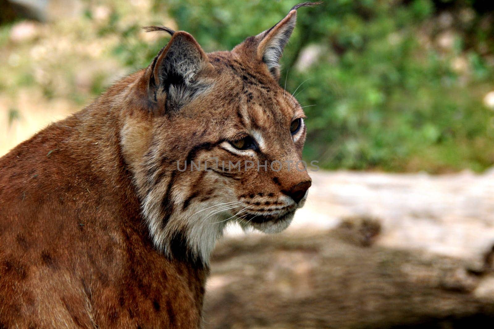 Lynx Portrait