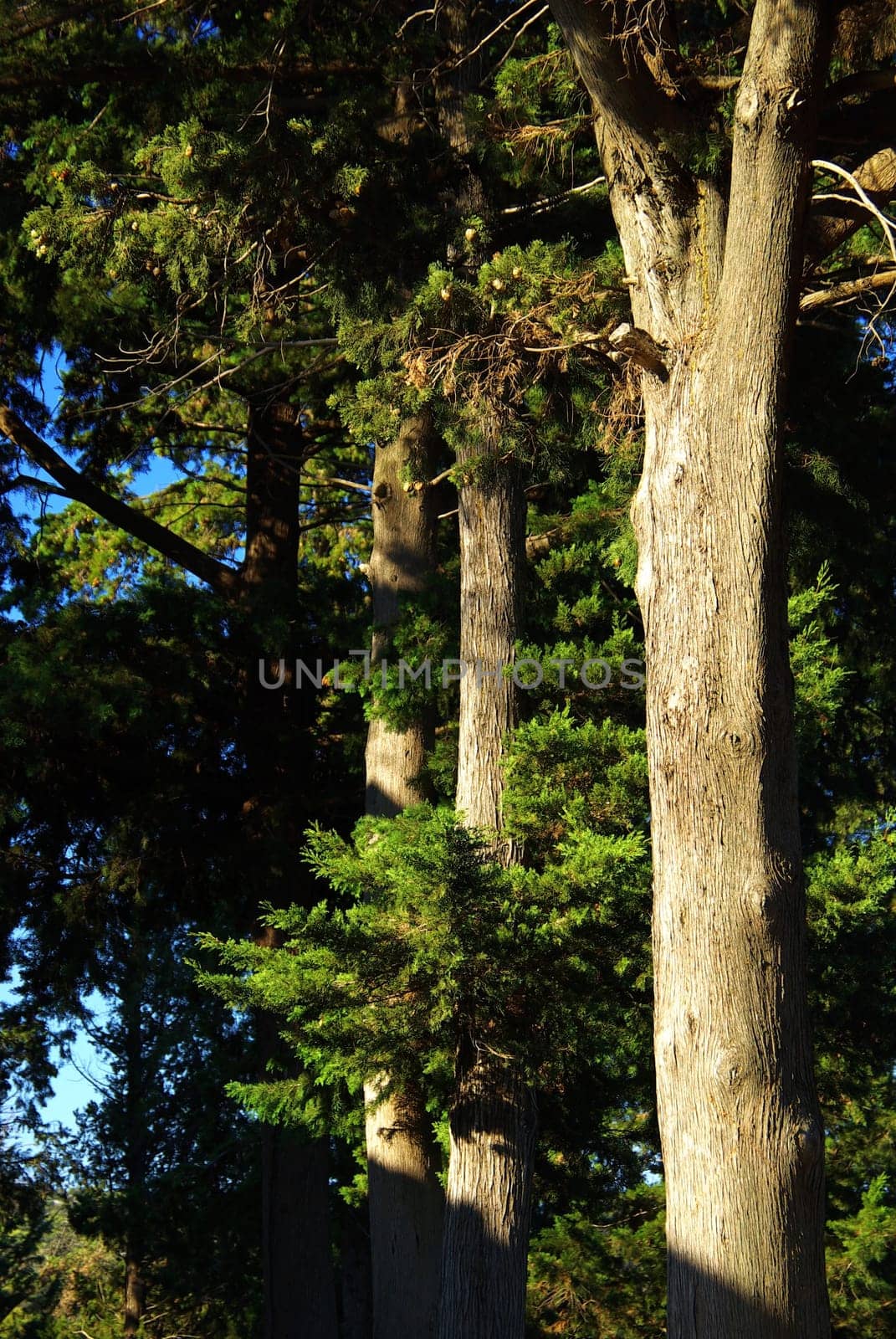 Juniper 03