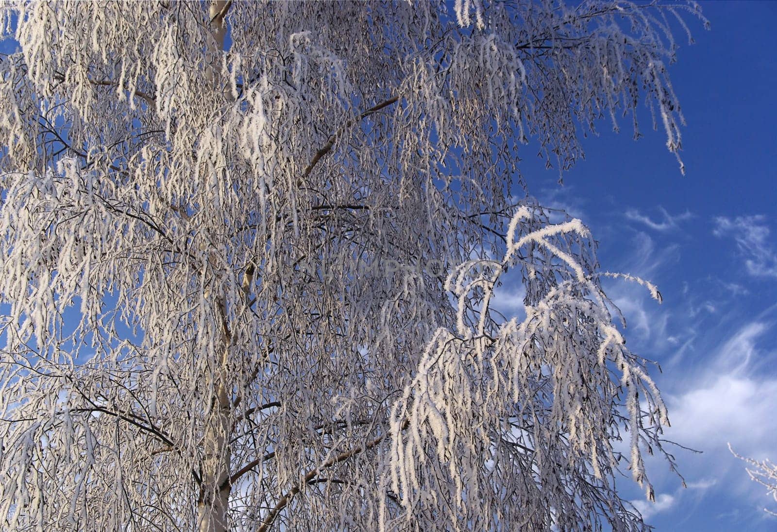 Birch 02