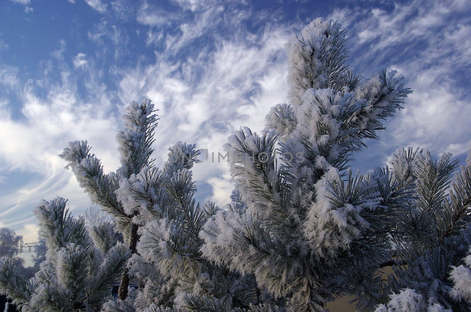 Pine 01