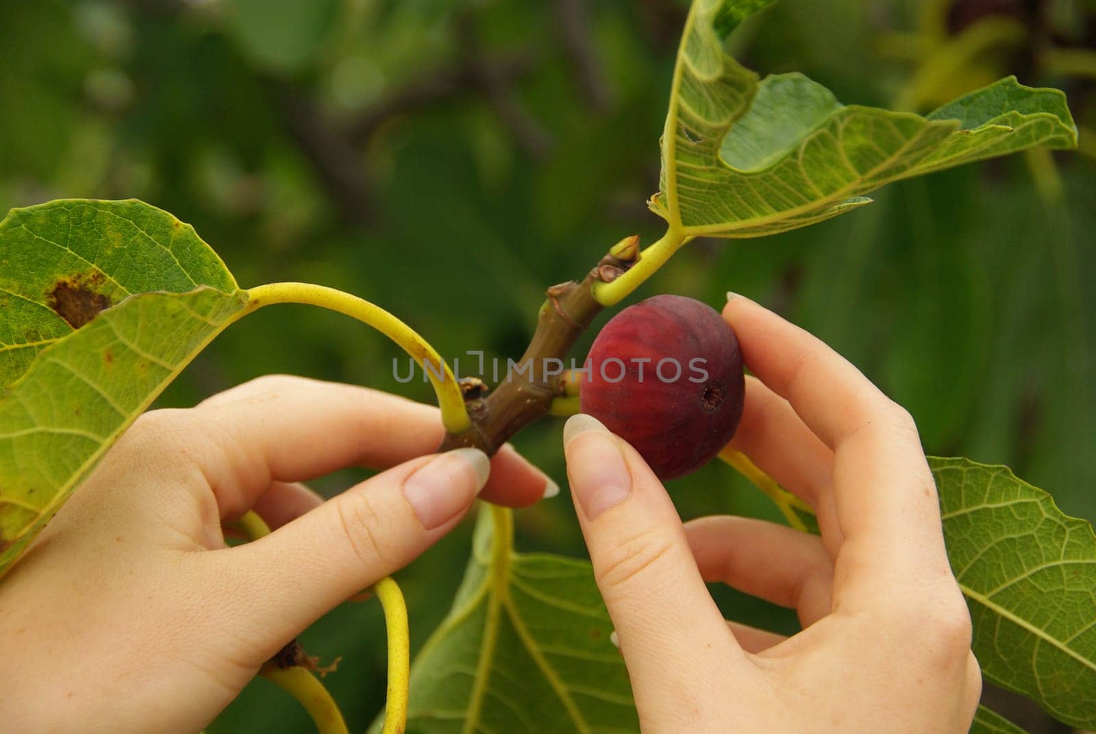 Fig 15